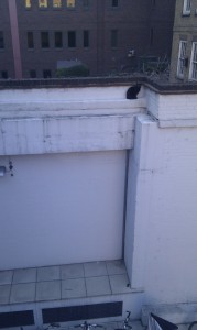 Katze auf schmaler Mauer in ca. 4 Meter Höhe