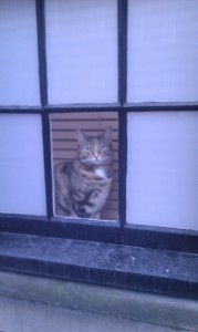Getigerte Katze im Fenster eines Stadthauses beim Spital Field Market
