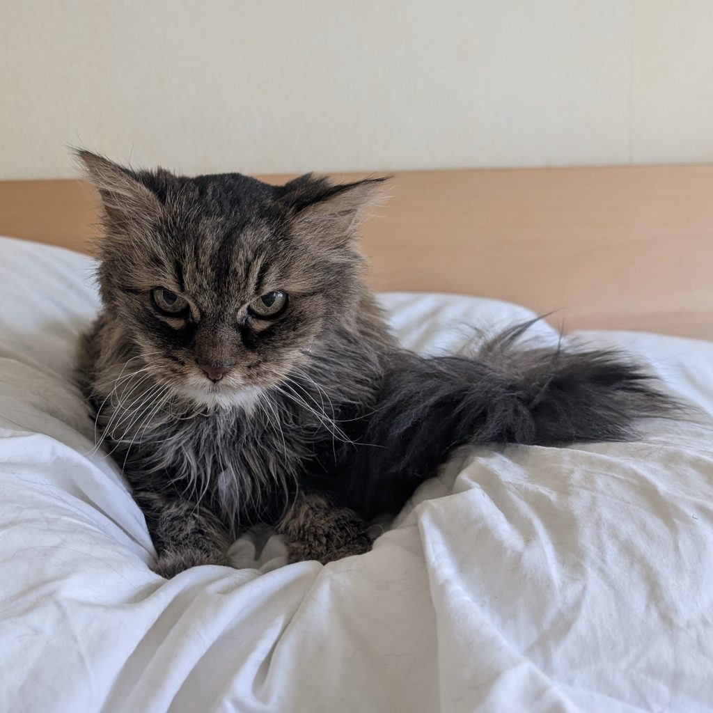 Daisy mitte November auf ihrem Lieblingsplatz einem Kopfkissen. Sie hat schon imer grummelig geguckt. Zu dem Zeitpunkt war sie schon 19 Jahre alt.